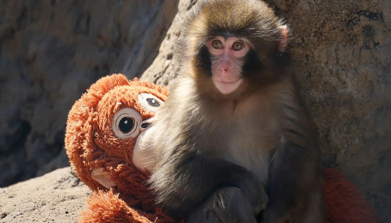 Punch the monkey - click to hug Punch the viral baby Japanese macaque